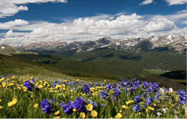 Mountains With Flowers