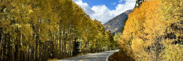Golden autumn aspen trees in the Colorado Rocky Mountains